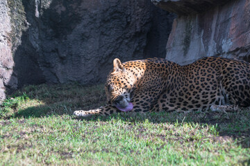 photography of leopards in their natural habitat in the middle of nature