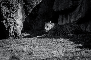 photography of leopards in their natural habitat in the middle of nature