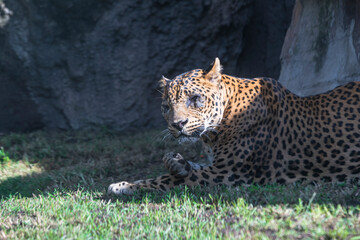 photography of leopards in their natural habitat in the middle of nature