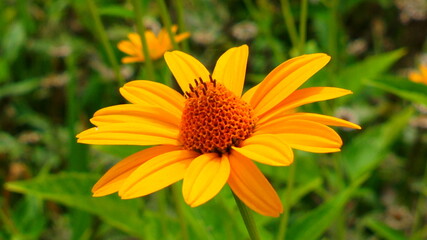 flower in the garden
