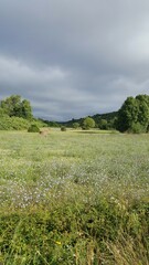 Paisagem com relva verde com pequenas flores azuladas, árvores verdes, e céu com nuvens escuras.