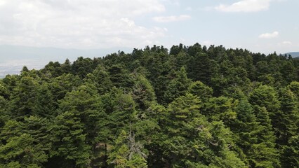 Natural Pine Forest Hilltop Aerial