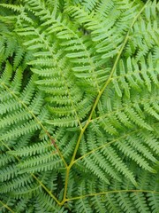 Fern fronds in all their glory
