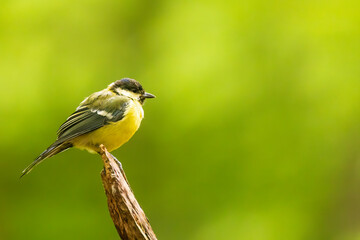 Fototapeta premium Great tit, (Parus major) textbook portrait of an atlas of birds