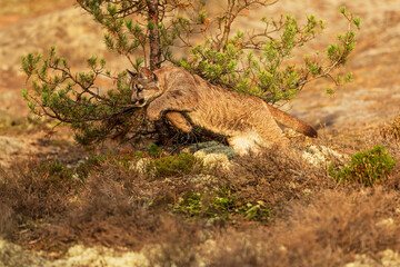 close detail of Cougar (Puma concolor), puma, mountain lion, panther, or catamount