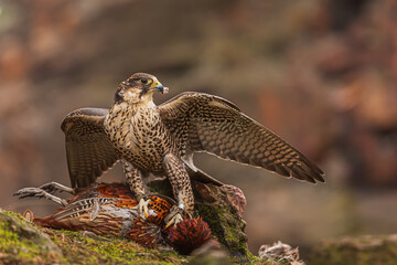 female Peregrine falcon (Falco peregrinus) with a dead pheasant