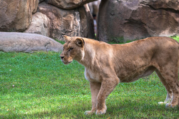 photography of lionesses in their natural habitat in the middle of nature