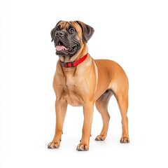 Obraz premium A playful Mastiff with a red collar, standing proudly. Perfect for pet lovers and animal enthusiasts.