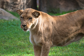 photography of lionesses in their natural habitat in the middle of nature