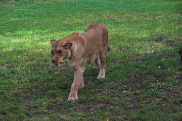 Obraz premium photography of lionesses in their natural habitat in the middle of nature