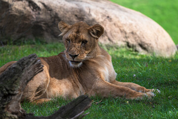 photography of lionesses in their natural habitat in the middle of nature