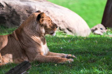 photography of lionesses in their natural habitat in the middle of nature