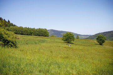 Bocian przygotowujący się do lądowania na łące