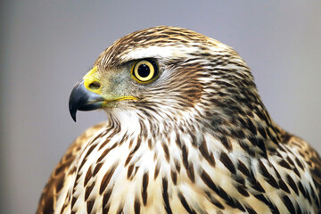 Close up of a Merlin Bird . Falco columbarius
