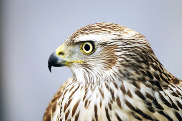 Close up of a Merlin Bird . Falco columbarius