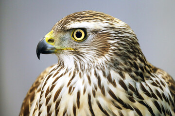 Close up of a Merlin Bird . Falco columbarius