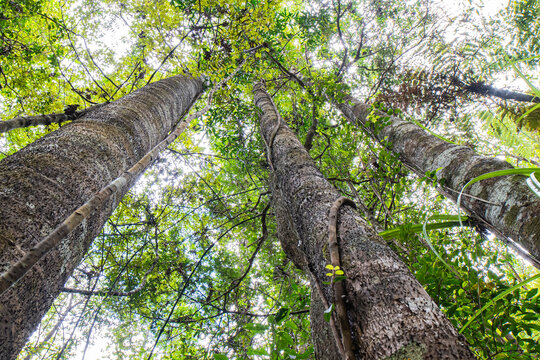 Kauri Trees in New Zealand