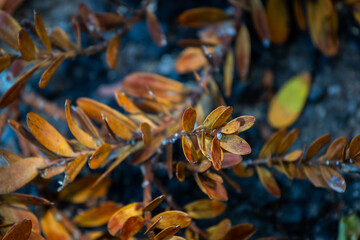 Kauri Tree Leaves with Kauri Dieback