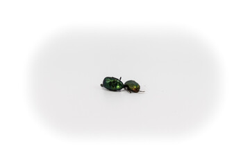 Two beetles with shiny shells