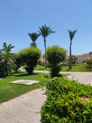 palm trees in the park