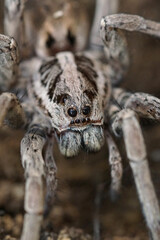 Facial closeup on Europe's largest wolf spider, Hogna radiata in the Mediterranean