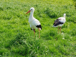  Two white and black storks resting on a green meadow. Wildlife, birds.