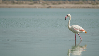 Flamingo wading in calm water