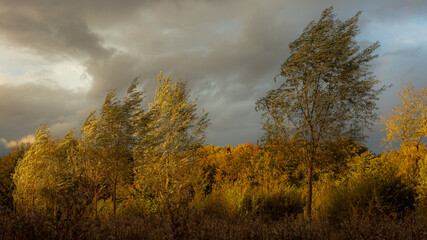 trees blowing in the wind during a winter storm in lincolnshire