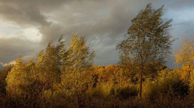 Wind Blowing Trees Images – Browse 82,472 Stock Photos, Vectors, and ...