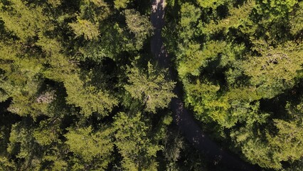 Drone footage of Zigzag Road between Forest