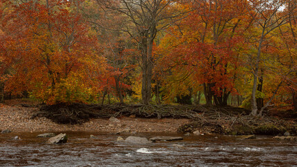 beautiful autumn coloured trees on the river swale at richmond, north Yorkshire 
