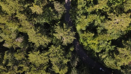 Aerial View Driving Car Forest