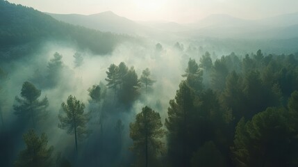 Aerial View of Forest with Smoke and Distant Mountains