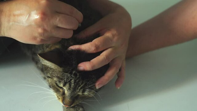 Caring for your feline friend by applying parasite drops on the withers can help protect their health. Watch as the technique is demonstrated effectively in a comfortable setting.