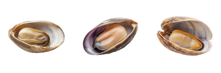 A freshly shucked clam with its shell slightly open, revealing the tender meat inside, isolated on a transparent background