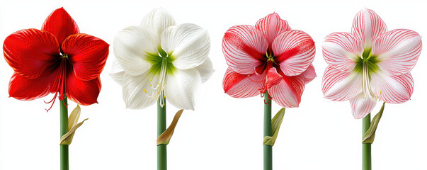 Obraz premium Four vibrant amaryllis flowers in red, white, and striped patterns on green stems