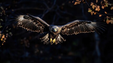 Obraz premium Golden Eagle in Flight Majestic Wings Spread Wide