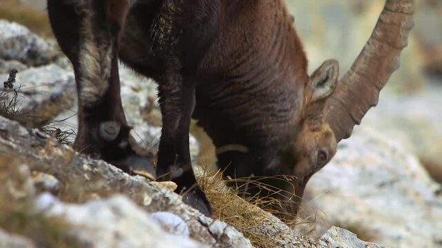 Alpine ibex eating grass on a hillside mountain environment. Close-up, Ibex grazing in alpine meadow.