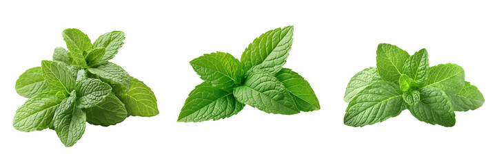 A small bunch of fresh mint leaves, isolated on a transparent background