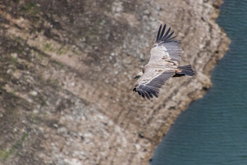 Eurasian Griffon Vulture (Gyps fulvus) flying above Uvac river canyon, Serbia
