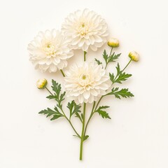 Obraz premium Beautiful white flowers with delicate petals and soft green leaves on a light background, perfect for nature-themed projects.
