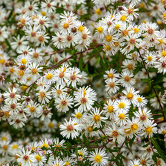 Naklejka premium Symphyotrichum lateriflorum. Common name is calico aster.