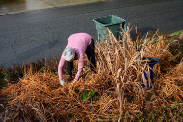 Middle-aged gray-haired woman gardener with pruning shears, winter garden cleanup work, dead leaves...