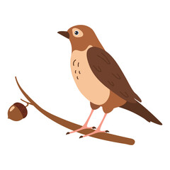 Brown bird perched on a branch with an acorn in a natural setting