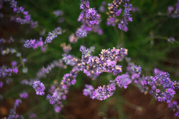 Purple Lavender Fields 