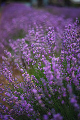 Purple Lavender Fields 
