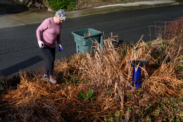 Middle-aged gray-haired woman gardener with pruning shears, winter garden cleanup work, dead leaves...