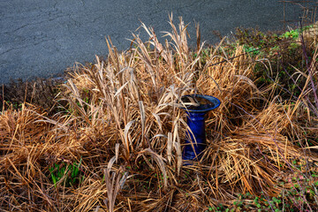 Winter garden with leaves that have died back, Iris and Crocosmia, and ready to be cut down, cobalt blue bird bath
