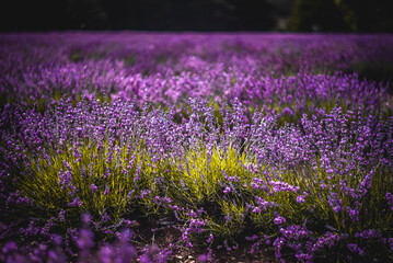 Purple Lavender Fields 