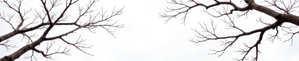 Obraz premium Intricate network of bare branches, stark white background , tree branches, detail